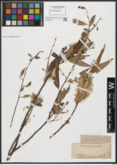 Foto von Salix acmophylla Boiss.